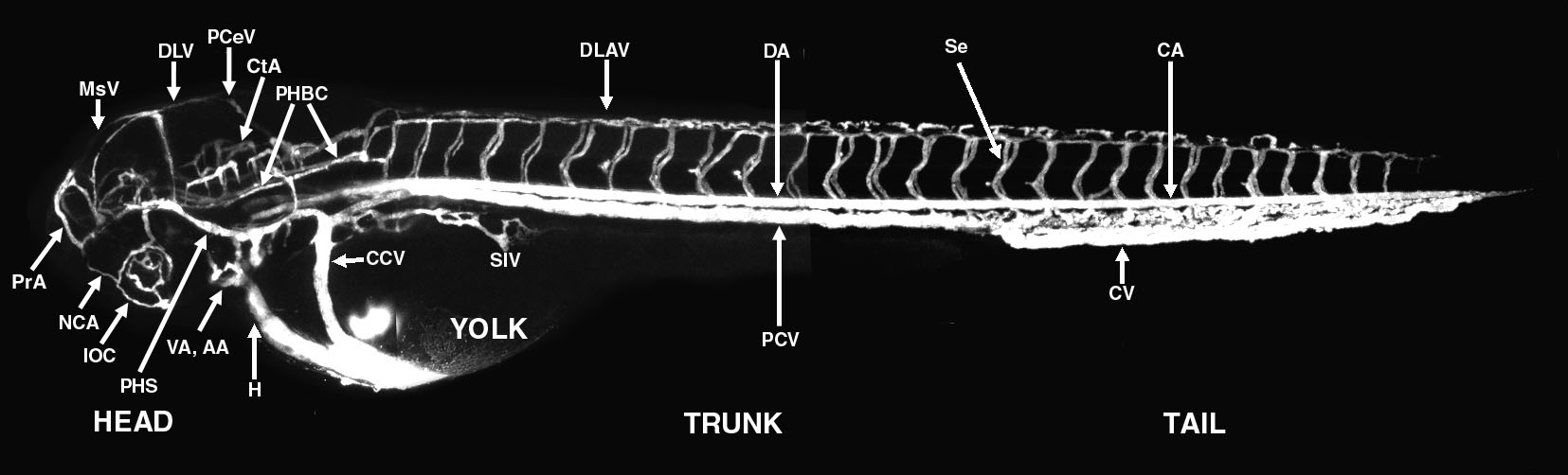 The Interactive Atlas of Zebrafish Vascular Anatomy
